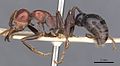 Myrmecia froggatti casent0907074 p 1 high.jpg