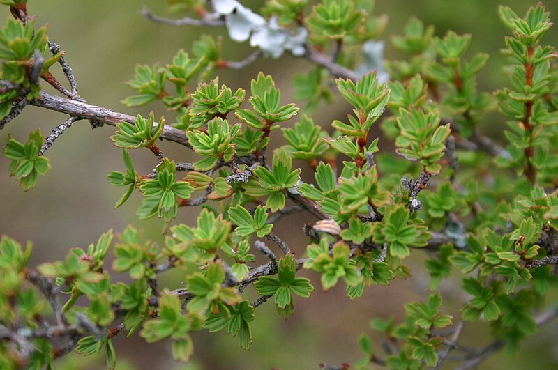 File:Myrothamnus flabellifolius04.jpg