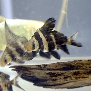 Myxocyprinus asiaticus