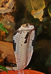 Indochinese spitting cobra (Naja siamensis) Naja siamensis by Danny S..jpg