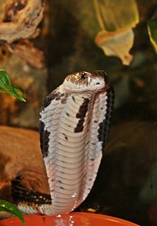 Indochinese spitting cobra species of reptile