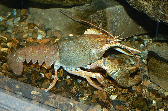 Раки живут в пресной воде. Astacus Astacus. Astacus Leptodactylus. Ракообразные. Пресноводные рачки.