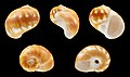 * Nomination Shell of a Moon Snail, Natica stellata --Llez 14:49, 6 April 2017 (UTC) * Promotion Good quality. -- Johann Jaritz 15:04, 6 April 2017 (UTC)