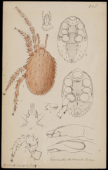 File:Naturalis Biodiversity Center - RMNH.ART.1008 - Neoparasitus oudemansi (Oudemans) - Mites - Collection Anthonie Cornelis Oudemans.jpeg