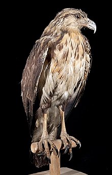 A mounted specimen of a juvenile Chaco eagle. Naturalis Biodiversity Center - ZMA.AVES.3149 - Harpyhaliaetus coronatus Vieillot, 1817 - Accipitridae - skin specimen.jpeg