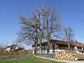 Deutsch: Naturdenkmal 31 „7 Sommerlinden in Buch“, Kirchseeon, Landkreis Ebersberg, Bayern