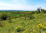 Heeseberg nature reserve, Helmstedt district, Adonisröschen.JPG