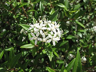 <i>Nematolepis squamea</i> Species of flowering plant