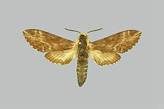 <i>Neogene corumbensis</i> Species of moth