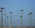 Nesting poles for storks provided by Caceres municipality (Spain)