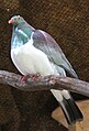 New Zealand pigeon 3 (31305645100).jpg