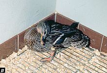 Newcastle disease in a mallard.JPG