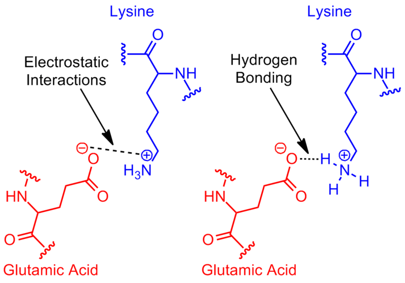 File:Next Revisit Glutamic Acid Lysine salt bridge.png