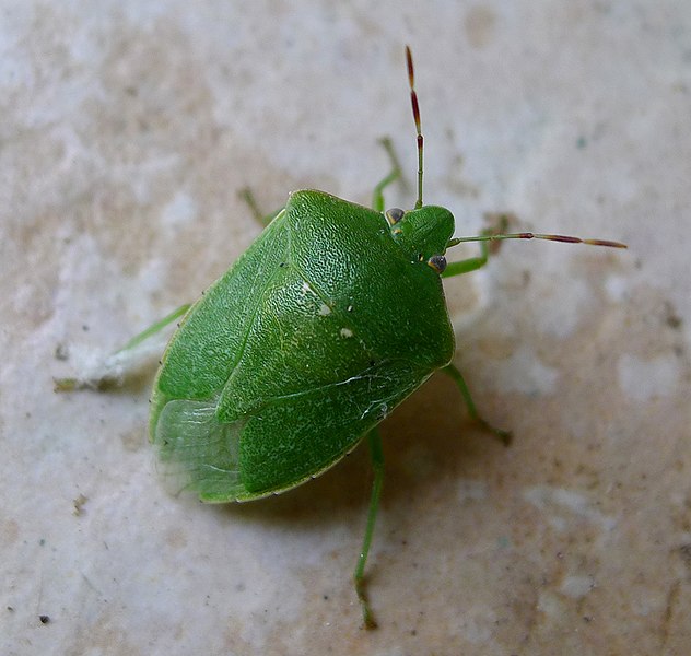 File:Nezara viridula. Pentatomidae. - Flickr - gailhampshire.jpg