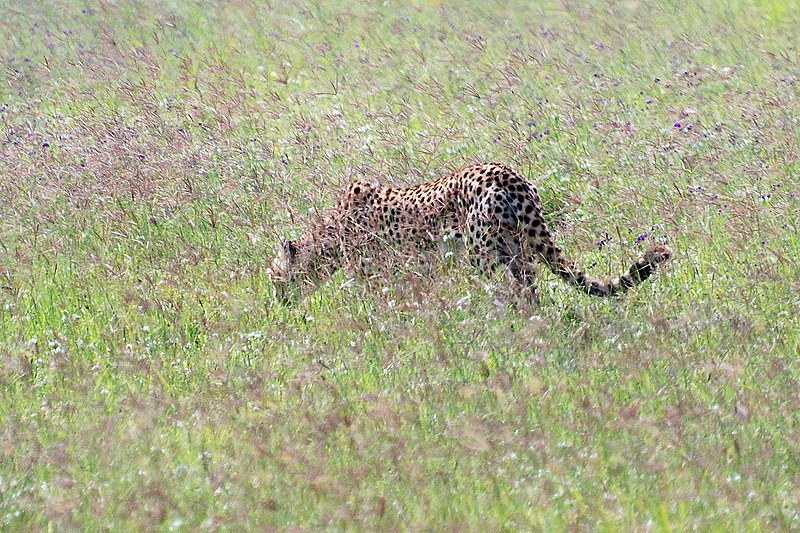 File:Ngorongoro 2012 05 30 2481 (7500927632).jpg