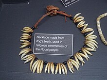 Necklace made from dog's teeth, used in religious ceremonies of the Nguni people. Museum of Gems and Jewellery, Cape Town Nguni dog teeth necklace - Museum of Gems and Jewellery.jpg