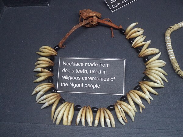 Necklace made from dog's teeth, used in religious ceremonies of the Nguni people. Museum of Gems and Jewellery, Cape Town