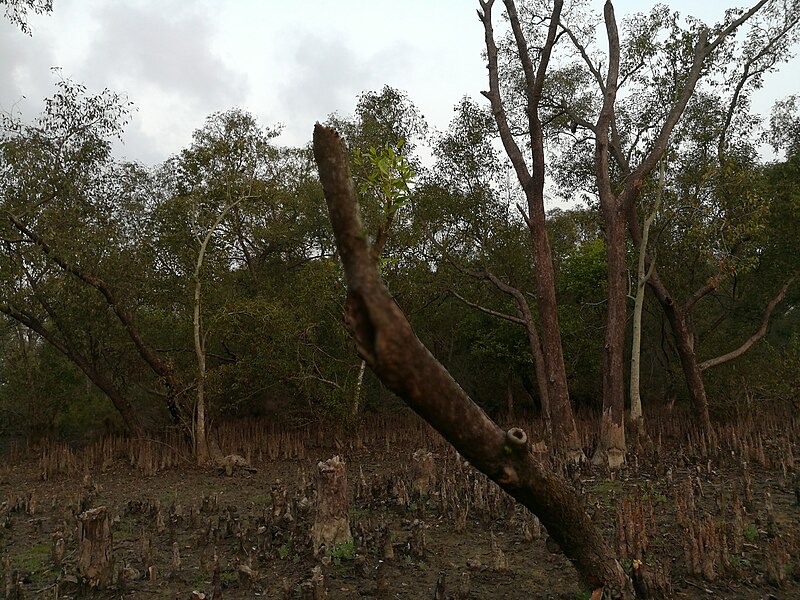 File:Nijhum Dwip National Park-10.jpg