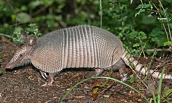 English: A Nine-banded Armadillo in the Green ...