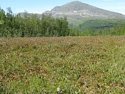 Nordland-bog-cloudberries.jpg