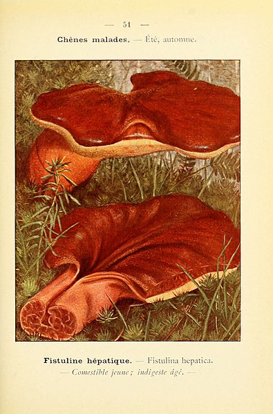 File:Nouvel atlas de poche des champignons comestibles et vénéneux (Pl. 51) (6459646533).jpg