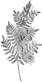 Fig. 23. Osmunda regalis, flowering fern, from Our Ferns in their Haunts