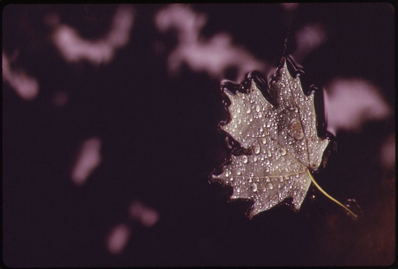 File:ON A LAKE FORMED BY ONE OF MISSOURI'S FAMOUS BLUE SPRINGS A MAPLE LEAF WITH RAINDROPS FLOATS IN A PATTERN FORMED BY... - NARA - 551353.jpg