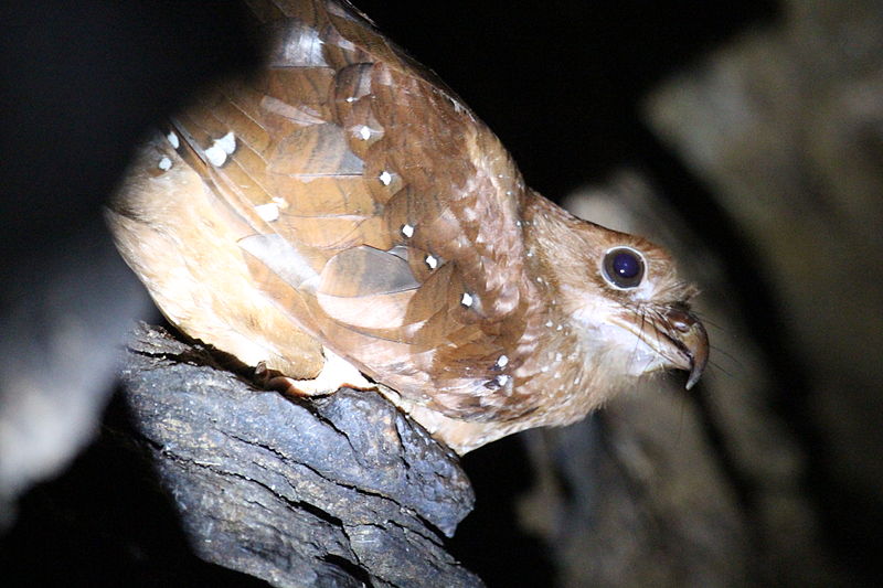 File:Oilbird (17370415445).jpg