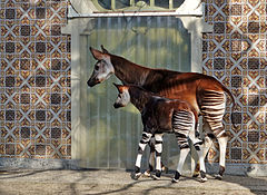 Okapi and son.jpg