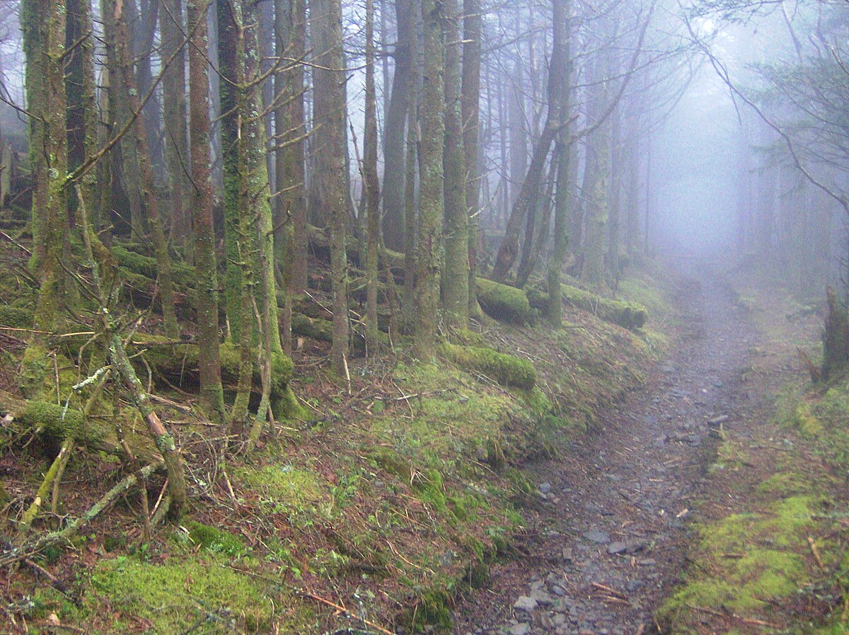 Appalachian temperate rainforest - Wikipedia