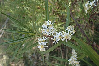 <i>Olearia viscidula</i> Species of flowering plant