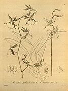 Oncidium geertianum fig. II
