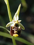 Miniatura para Ophrys fuciflora