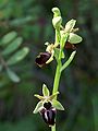 Ophrys attica Greece - Peloponnese