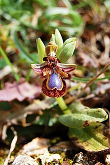 Ophrys ciliata zingaro 040.jpg