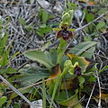 Ophrys × fernandii Portugal - Algarve