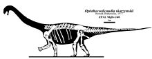 Skeletal drawing showing elements of the type specimen Opisthocoelicaudia skeleton restoration.jpg