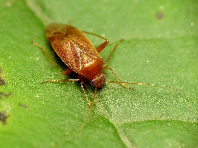 File:Orange Plantbug (31621178652).jpg