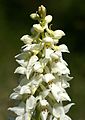 Orchis mascula var. alba flowers Germany - Saarland