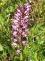 Orchis × beyrichii Germany - Neckar-Odenwald