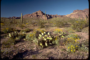 Organ Pipe Cactus National Monument ORPI4655.jpg