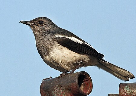 ไฟล์:Oriental_Magpie_Robin_(Copsychus_saularis)-_Female_after_bath_in_Kolkata_I_IMG_8021.jpg