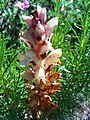 Orobanche amethystea FlowerCloseup 17May2009 DehesaBoyaldePuertollano.jpg