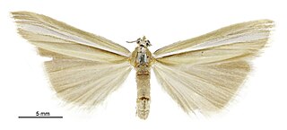 <i>Orocrambus lectus</i> Species of insect