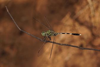 Green marsh hawk Orthetrum sabina