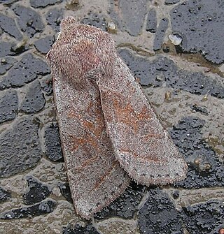 <i>Orthosia opima</i> Species of moth