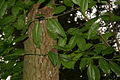 Trunk and leaves