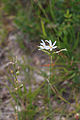bělozářka (Anthericum), konkrétně asi bělozářka liliovitá Anthericum liliago