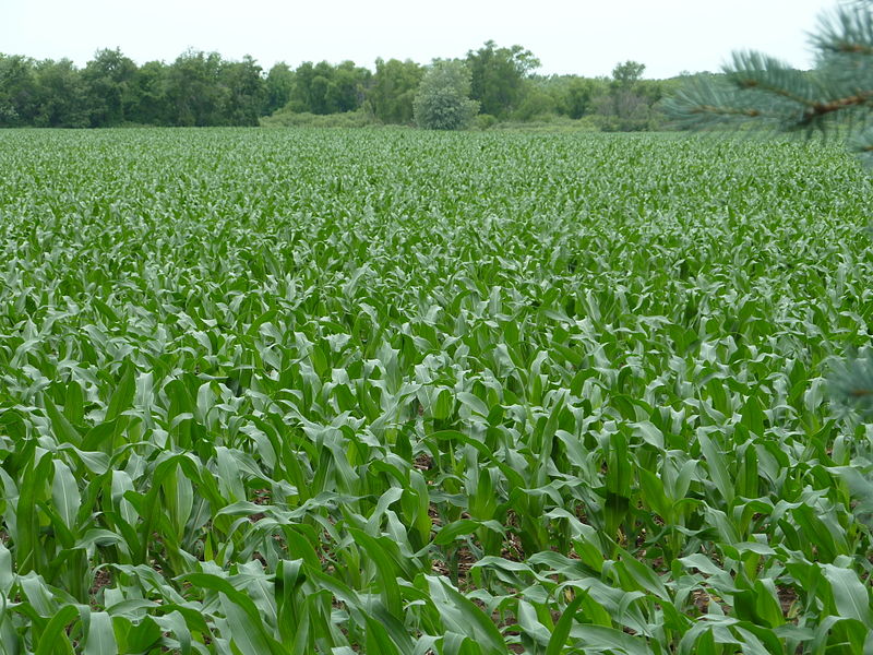 File:P1050072cornfarm.JPG