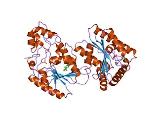 <span class="mw-page-title-main">PFKFB4</span> Protein-coding gene in the species Homo sapiens